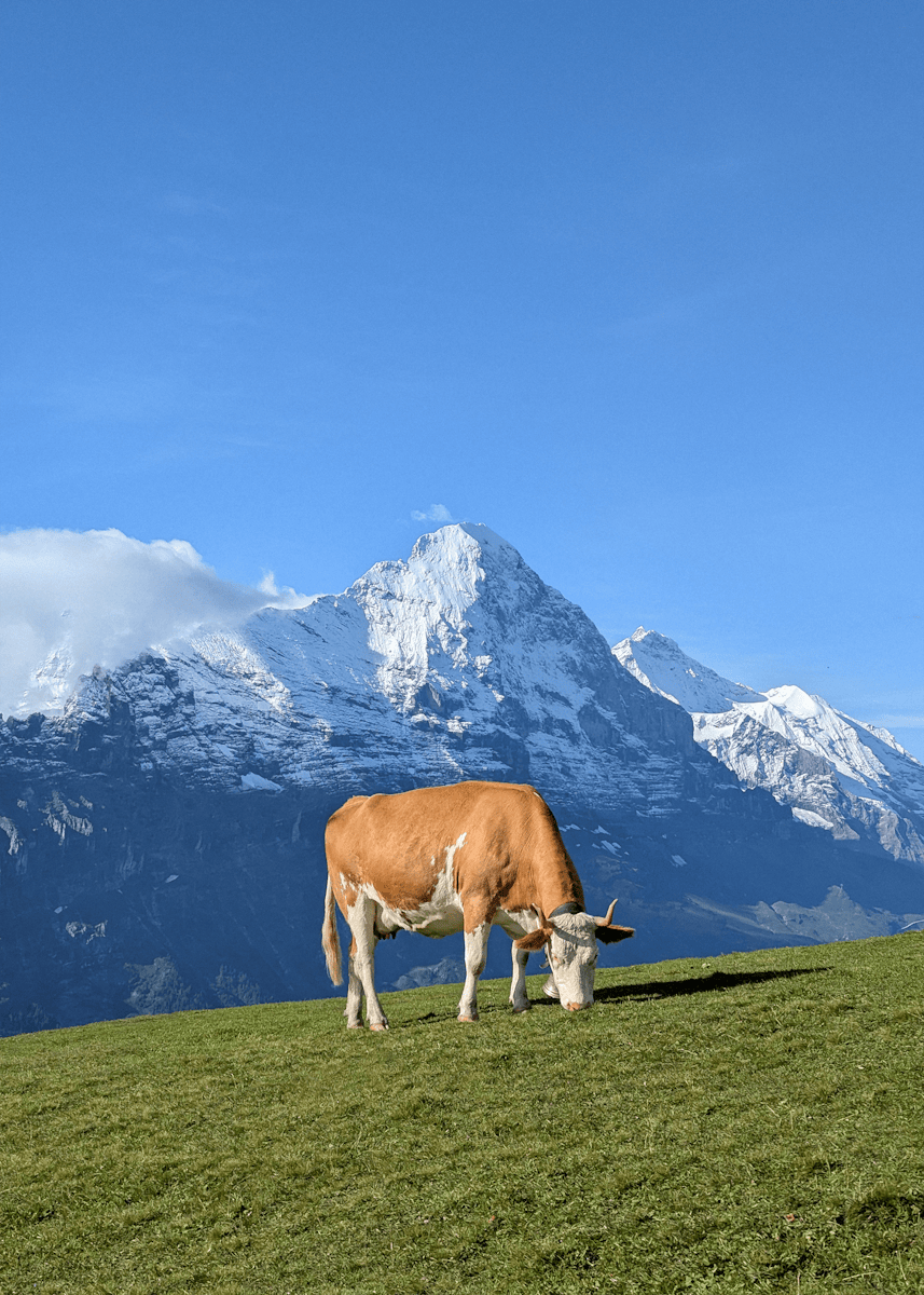 Job Site Inspections